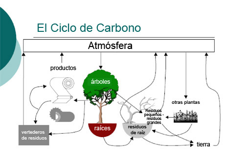 El Ciclo de Carbono