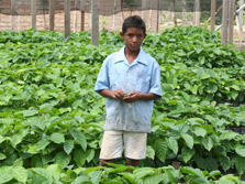 A boy in a field